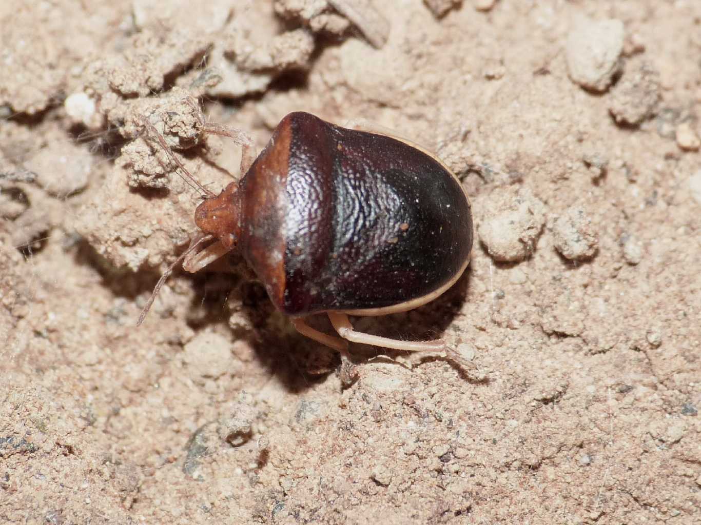 Pentatomidae: Ventocoris rusticus del Lazio, Tolfa (RM)